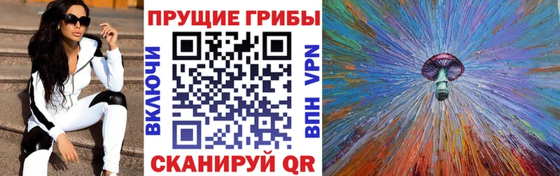 Купить где  Почеп  Псилоцибиновые грибы Psilocybine cubensis 